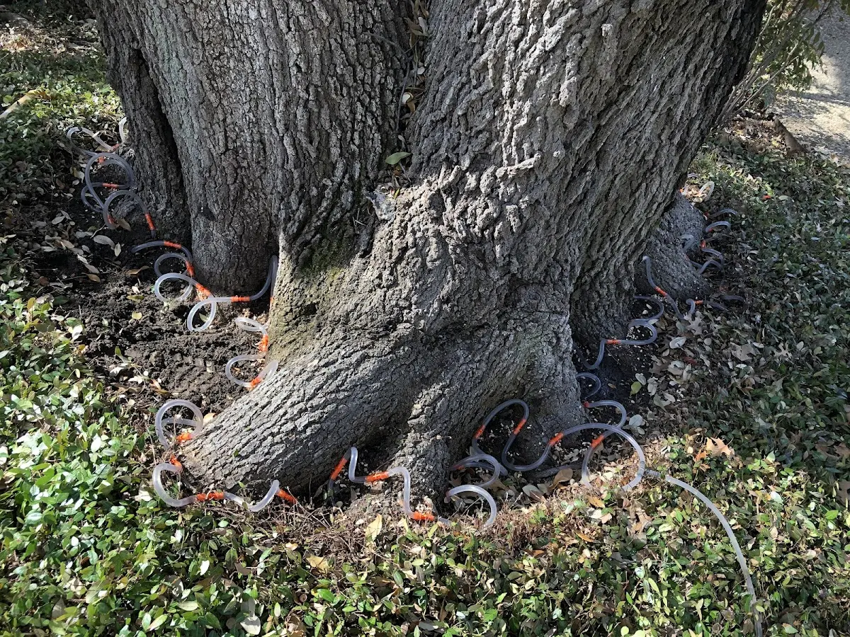 Detailed Tree Cabling and Bracing job site in Hanover