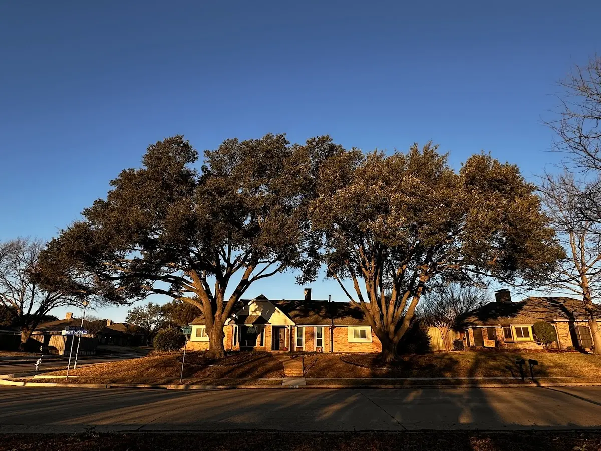 Established residential canopy tree shading a home in Hanover